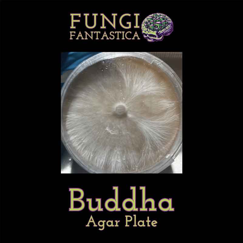 Buddha Agar Plate