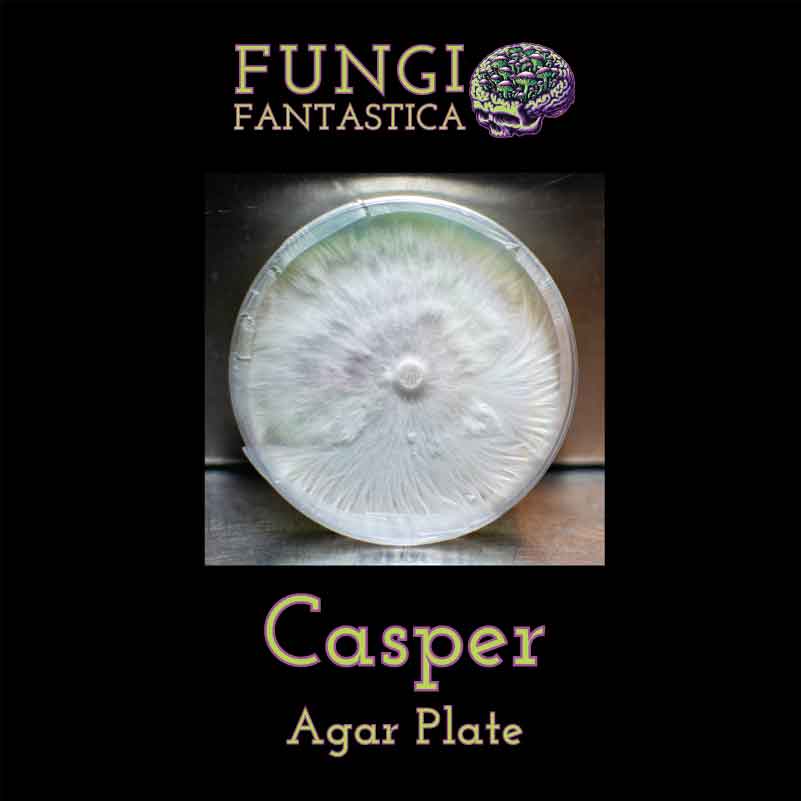 Casper Agar Plate