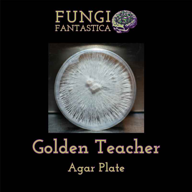 Golden Teacher Agar Plate