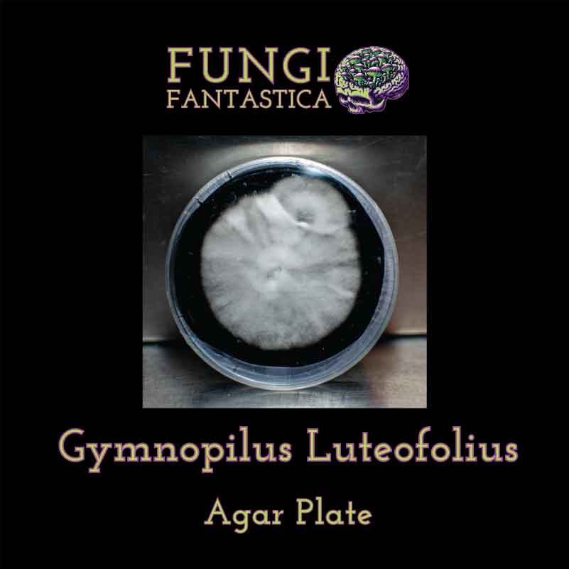 Gymnopilus Luteofolius Agar Plate