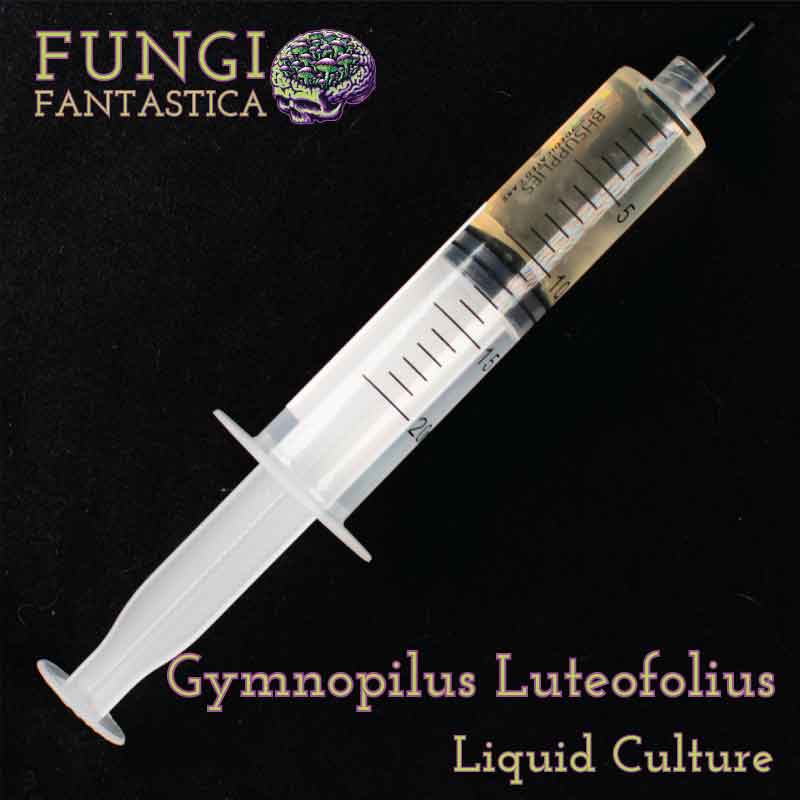 Gymnopilus Luteofolius Liquid Culture