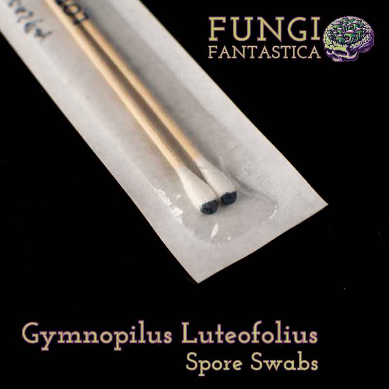 Gymnopilus Luteofolius Spore Swabs