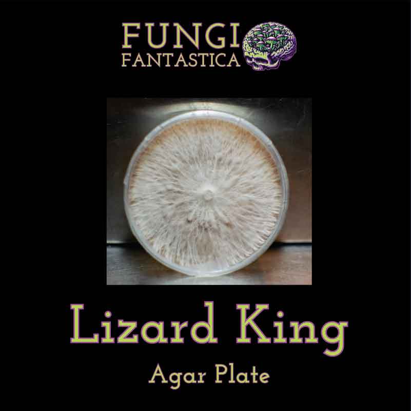 Lizard King Agar Plate