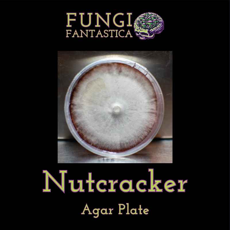 Nutcracker Agar Plate