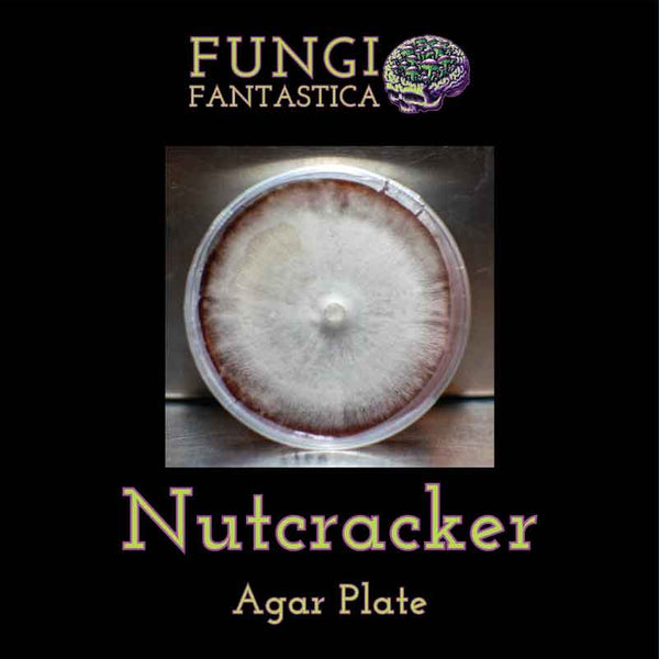 Nutcracker Agar Plate