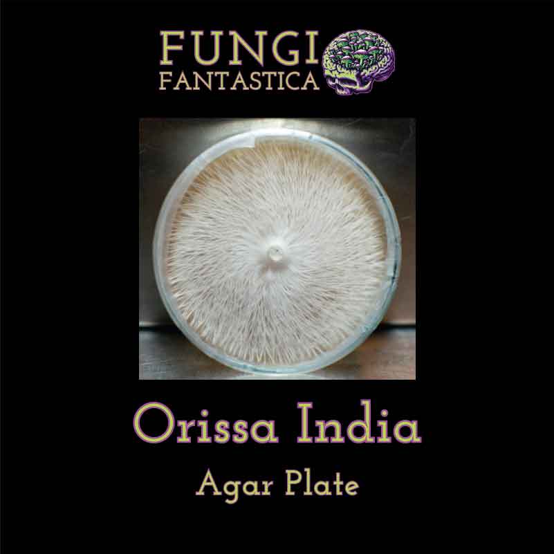 Orissa India Agar Plate