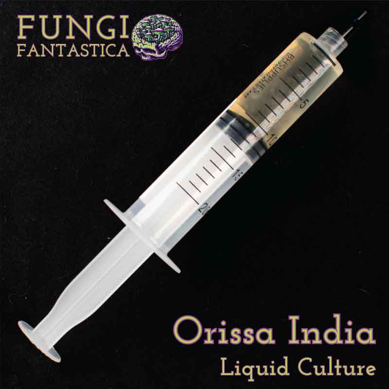 Orissa India Liquid Culture