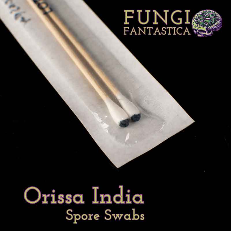 Orissa India Spore Swabs