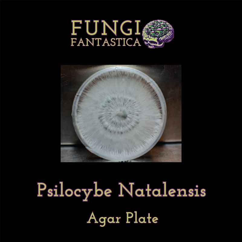 Psilocybe Natalensis Agar Plate