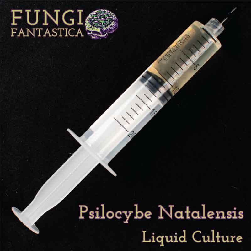 Psilocybe Natalensis Liquid Culture