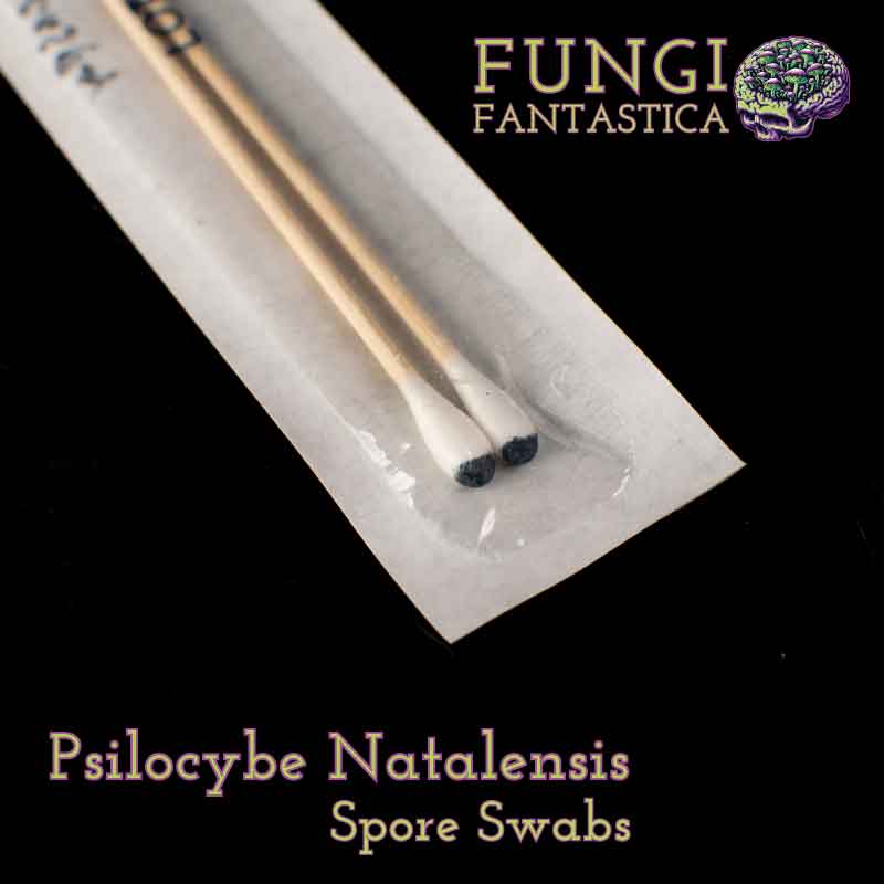 Psilocybe Natalensis Spore Swabs